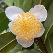 Camellia sinensis var. assamica